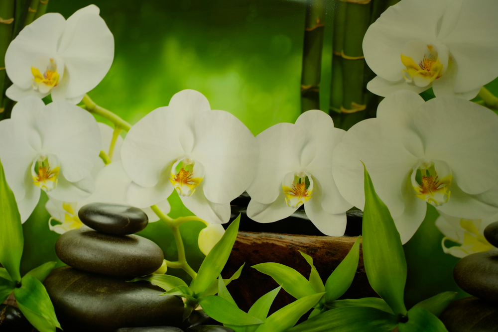 ПАНЕЛЬ ПВХ (ФАРТУК) БЕЛАЯ ОРХИДЕЯ 3000Х600Х1,3ММ