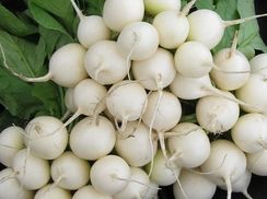 ПЁРЛ F1* семена редиса (Enza Zaden | Alexagro)