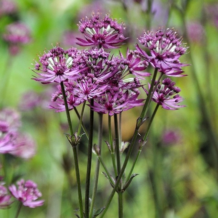 Астранция большая "Claret". Astrantia major "Claret".