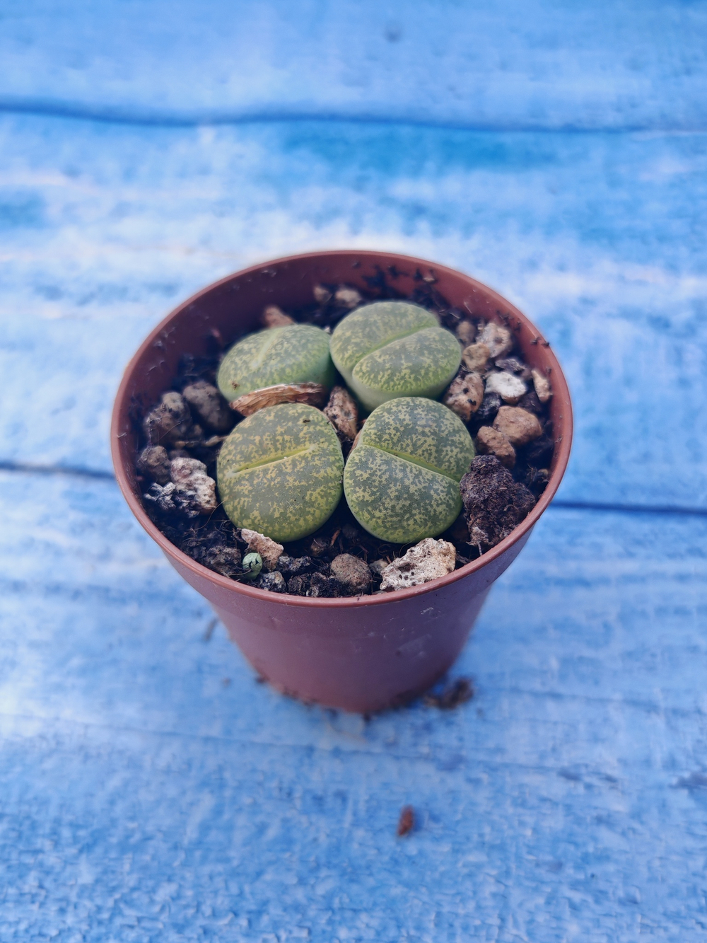 Lithops sp. (Литопсы)