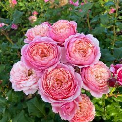 Прикс П.Ж. Редут (Prix P.J. Redoute)