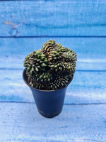 Gymnocalycium Spineless Crested form (Гимнокалициум Кристатный)