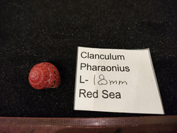 Кланкулюс Фараонис 14-17-20мм