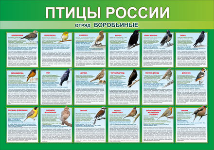 Стенд "Птицы России" часть 2