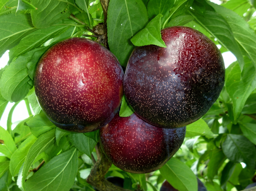 Саженец Шарафуги «Ред Вельвет» (Красная мякоть, Гибрид, Самоплодная)