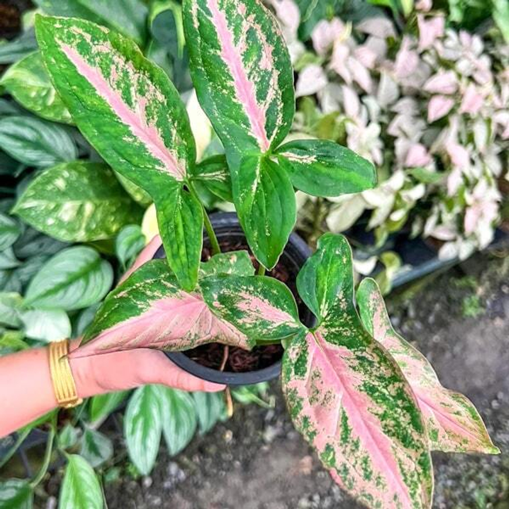 Сингониум SUPER RED MUT