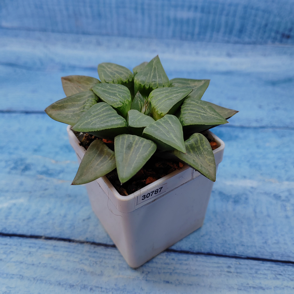 Haworthia Comptoniana Hybride hybrid (Хавортия)