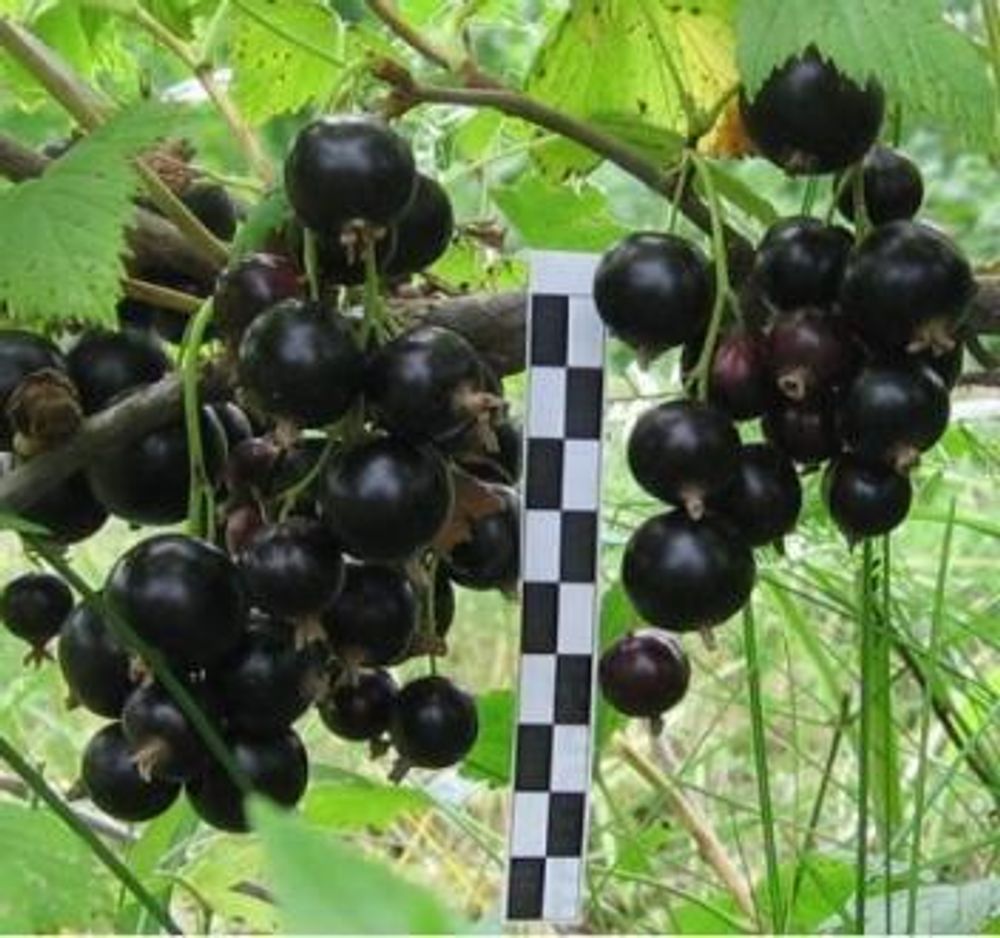 Смородина чёрная Нюрсинка