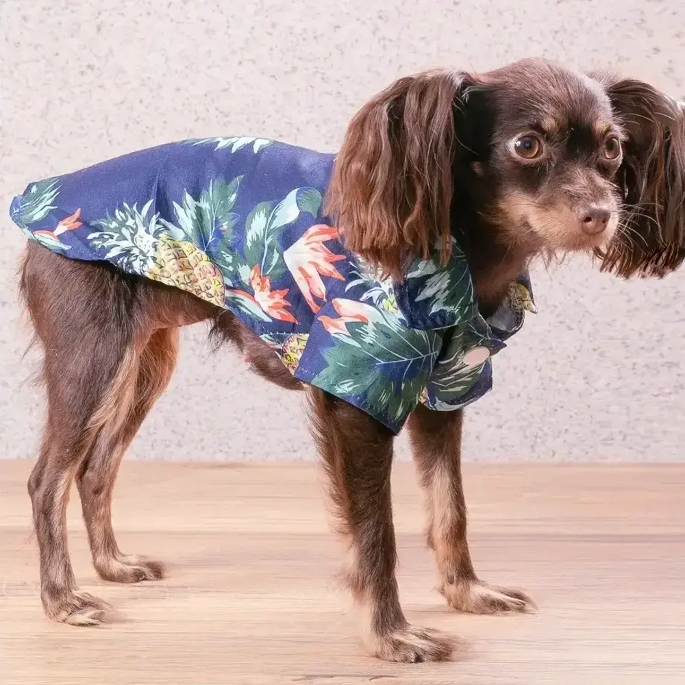 Рубашка для собак и кошек малых и средних пород «СТИЛЬНЫЙ БРО», цвет синий, принт ананасы с цветами, размер XL
