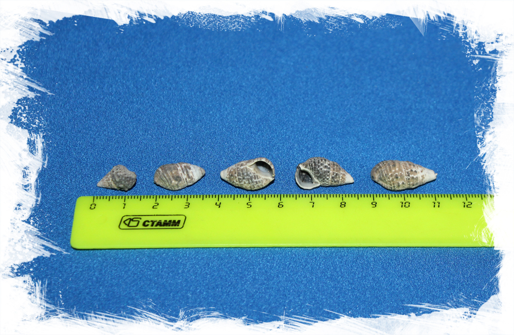 Насса тревиата