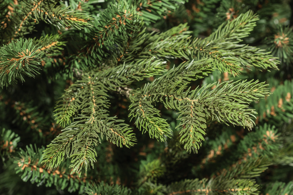 Ель искуственная Царь елка Ева 185 см