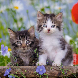Котики 3x49 деталей 080465