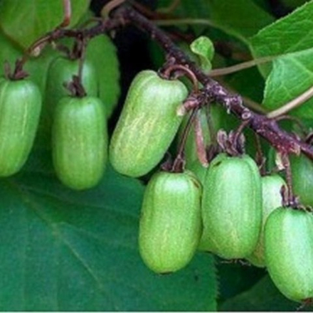 Актинидия коломикта Доктор Шимановский (2-летняя) ЗКС