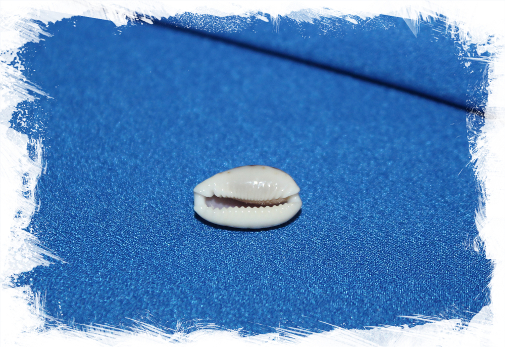 Cypraea labrolineata, Erosaria labrolineata