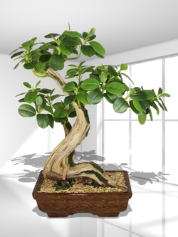 Бонсай Фикус Микрокарпа 60см