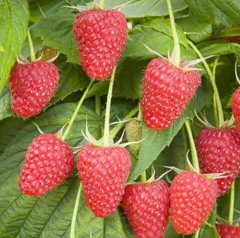 Малина штамбовая Сказка