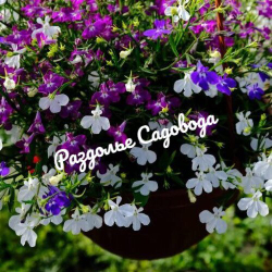 Лобелия каскадная