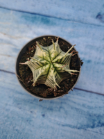 Euphorbia meloformis f. Variegated (Эуфорбия вариегатная)