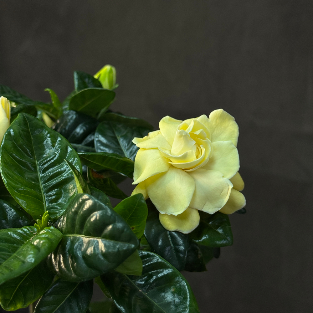 Гардения жасминовая