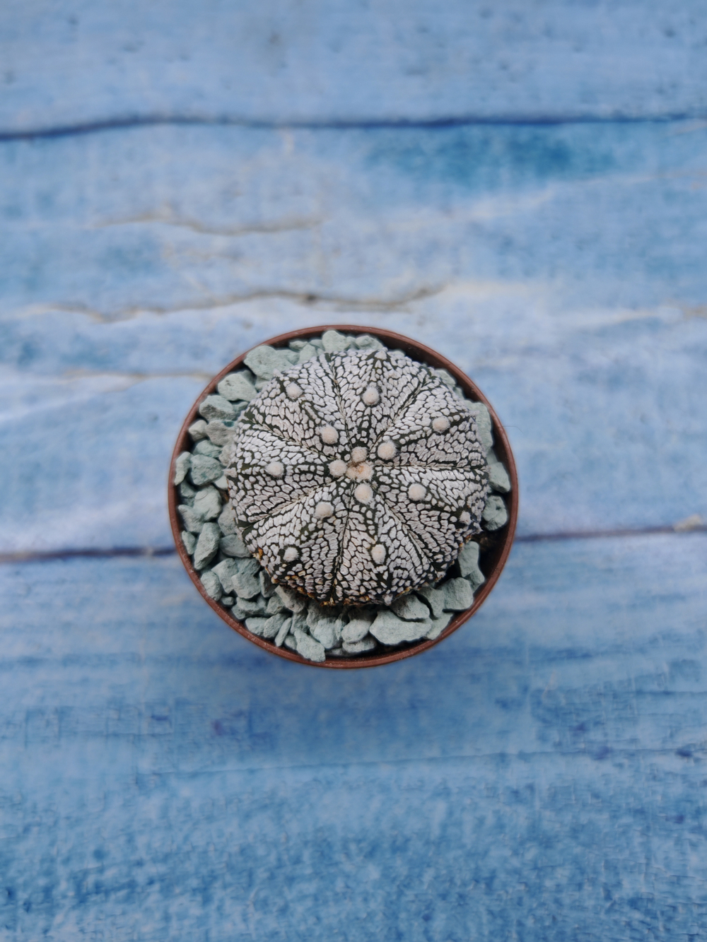 Astrophytum Asterias "Super Kabuto" (Астрофитум)