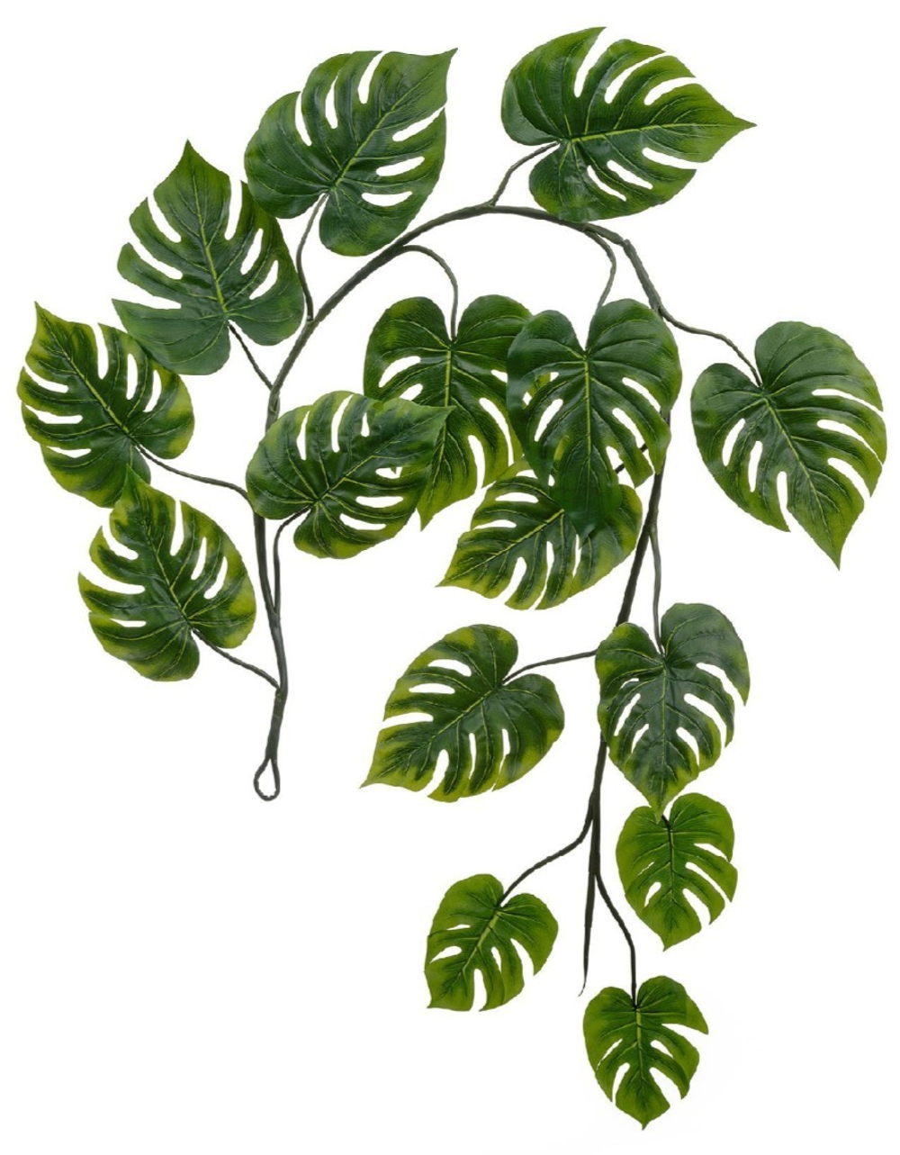 Монстера лиана 15 листов (Sensitive Botanic), в-240 см