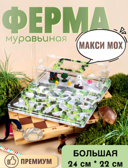 Большой Формикарий «Макси Мох" с муравьями в подарок