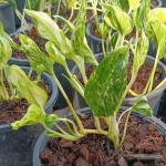 Эпипремнум SHANGRI LA