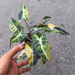 Алоказия BAMBINO AUREA VAR