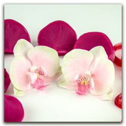 Орхидея фаленопсис M (+боковые лепестки размера S)