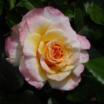 Роза чайно-гибридная Aquarell