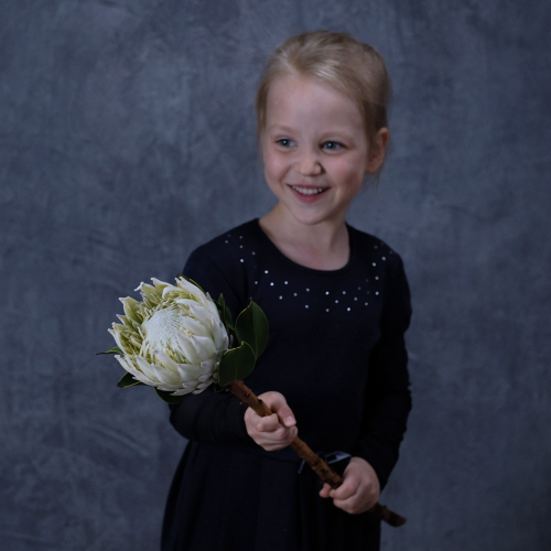 Купить Протея королевская «‎FULL MOON»