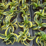 Сансевиерия TSUNAMI