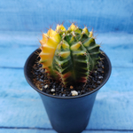Gymnocalycium Variegata (Гимнокалициум Вариегатный)
