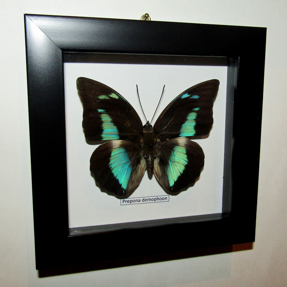 Бабочка Prepona demophoon в рамке