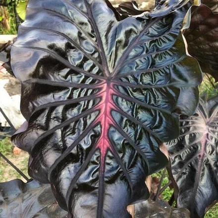 Колоказия BLACK PRINCESS