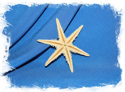 Сахарная звезда 6 лучей 8 см.