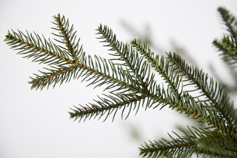 Ель 230см Black Box Французская зеленая