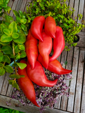 Туфельки султана сорт томата