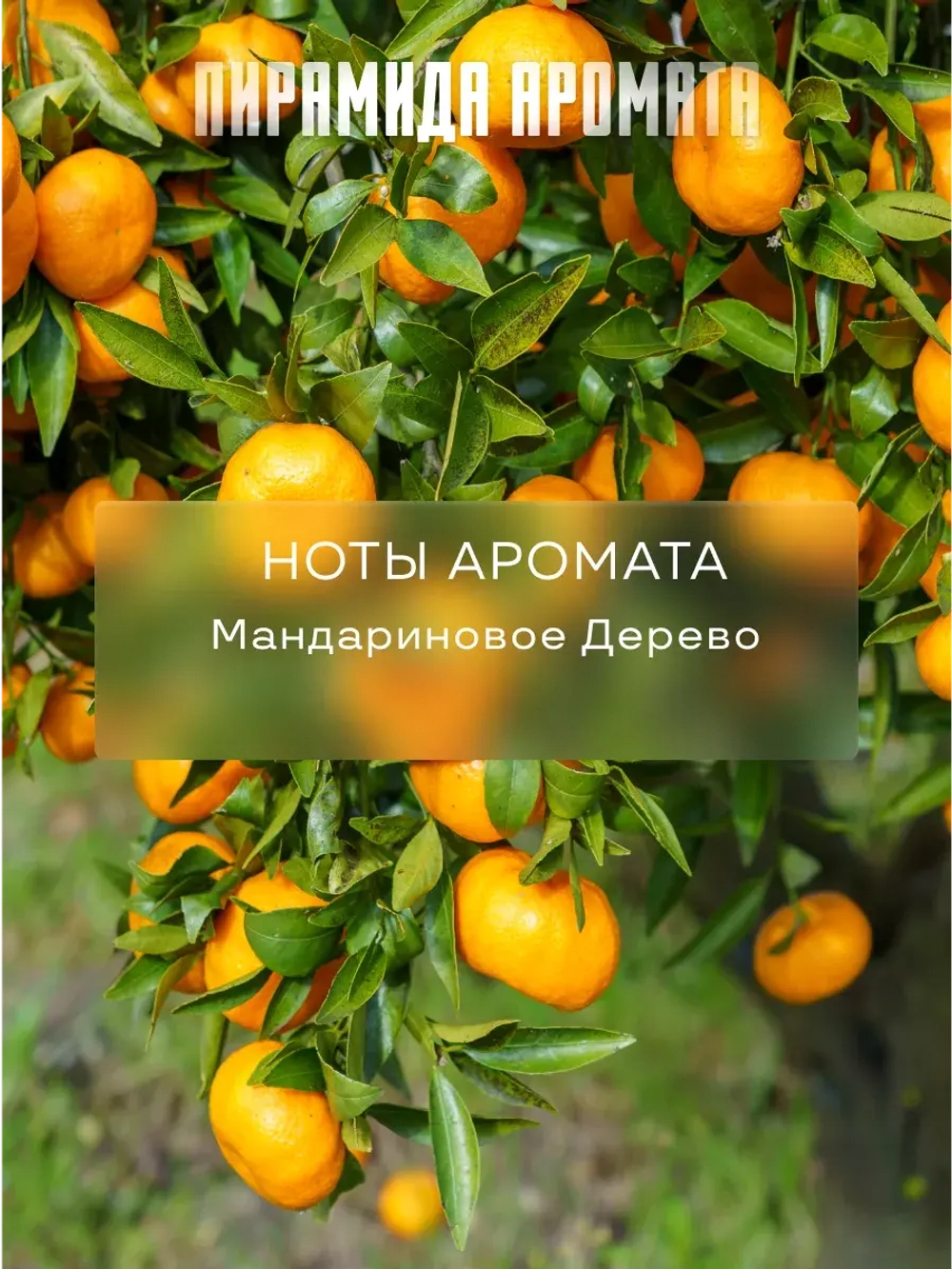 Отдушка парфюмерная Мандариновое дерево