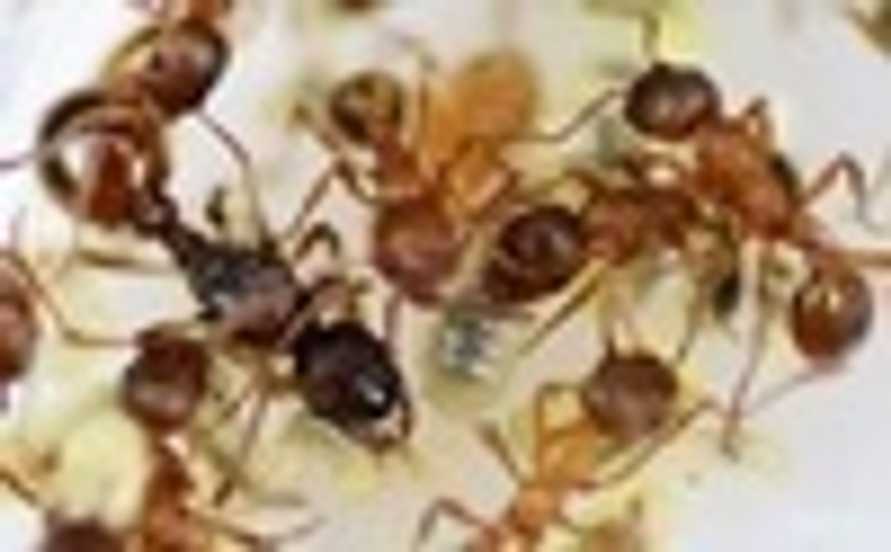 Вертикальная муравьиная ферма "Дерево-Башня" с муравьями Myrmica sp.