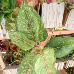 Аглаонема FORTUNE