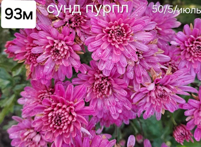 САЖЕНЦЫ ХРИЗАНТЕМЫ МУЛЬТИФЛОРА СУНД ПУРПЛ №93