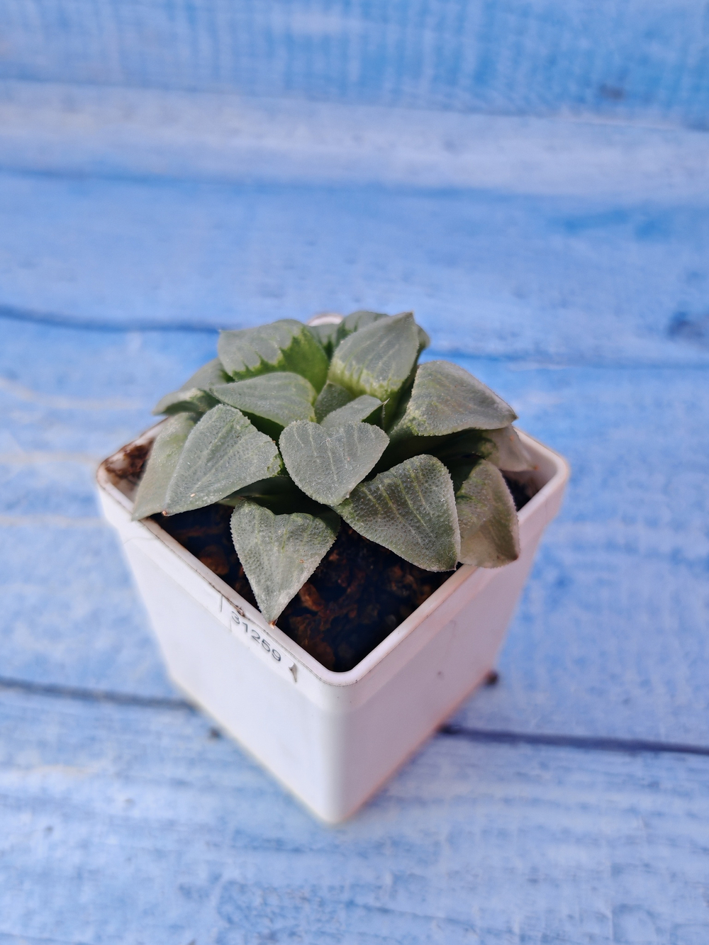 Haworthia Pygmaye hybrid (Хавортия)