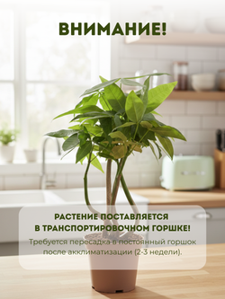 Пахира отогнутая д.9