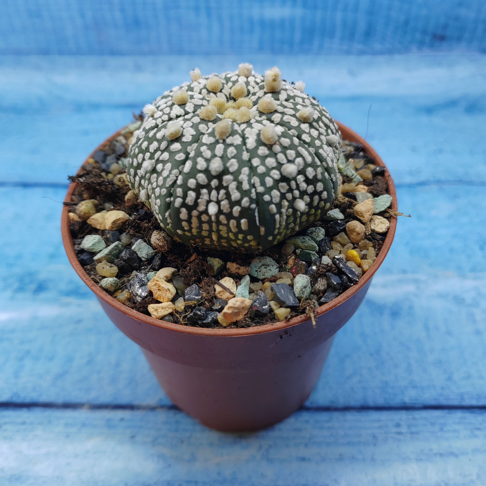 Astrophytum Asterias "Super Kabuto" (Астрофитум)