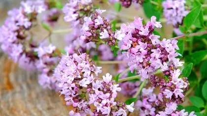 Душица обыкновенная