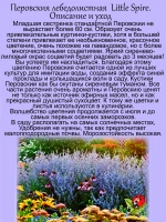 Перовския лебединолистная Маленький шпиль многолетник