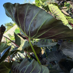 Колоказия EMERALD BONE