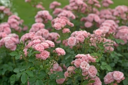 Роза Байландо С7 Закупка М57 июнь 2026