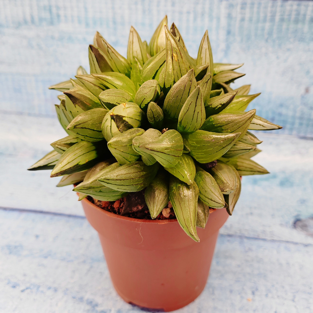 Haworthia Atrofusca mutant (Хавортия)